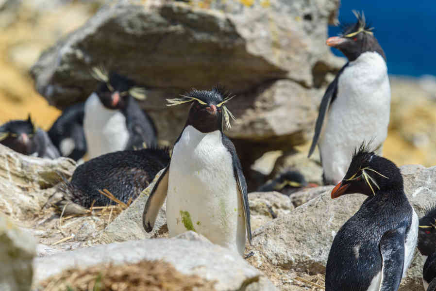 Pingüino Rockhopper - islas Falkland o Malvinas 37.jpg